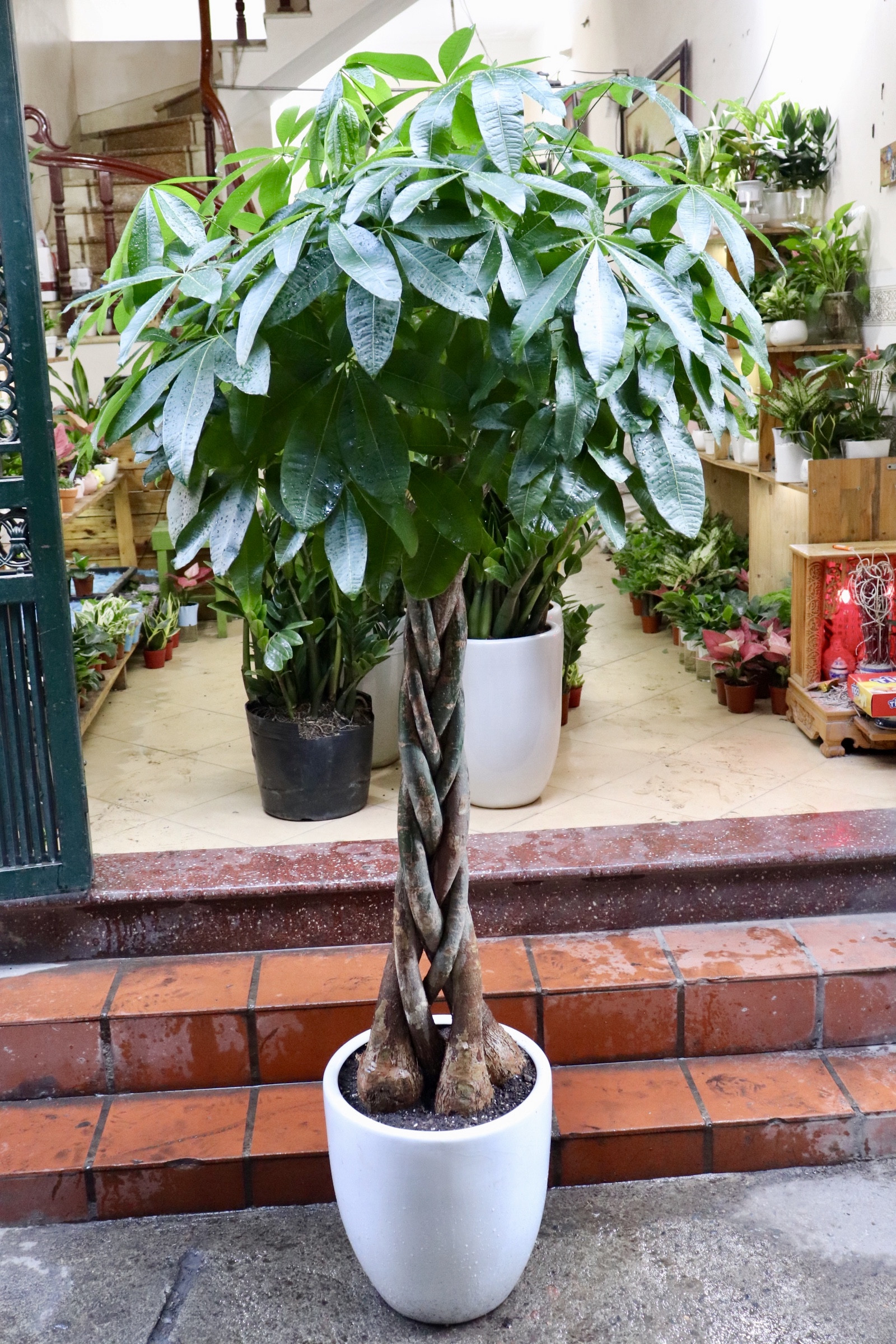 Loài cây này càng trồng càng vượng khí, tiền vào như nước- Ảnh 5.