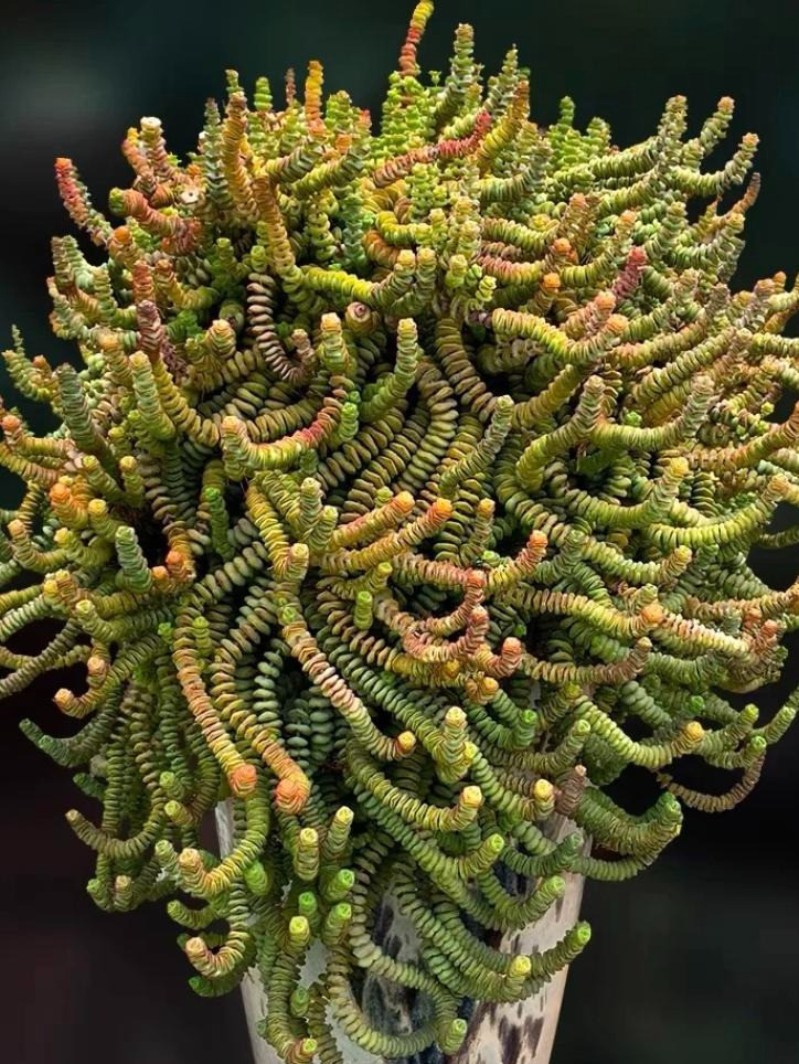 Loài cây này càng trồng càng vượng khí, tiền vào như nước- Ảnh 3.