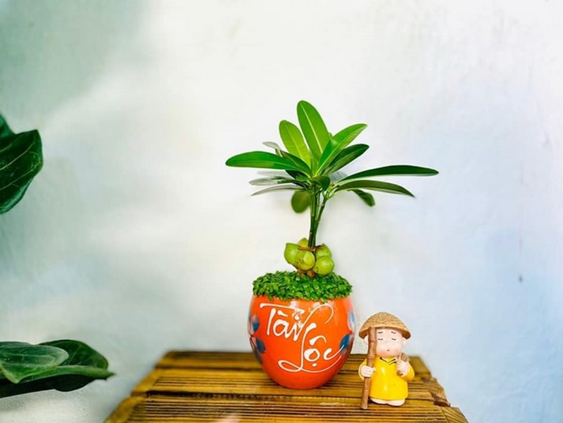 Loài cây này càng trồng càng vượng khí, tiền vào như nước- Ảnh 4.