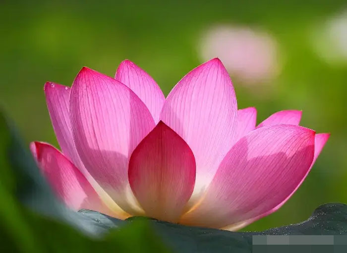 Tuần tới đại phú đại quý 4 con giáp được Thần Tài gõ cửa tiền bạc đổ về ào ạt