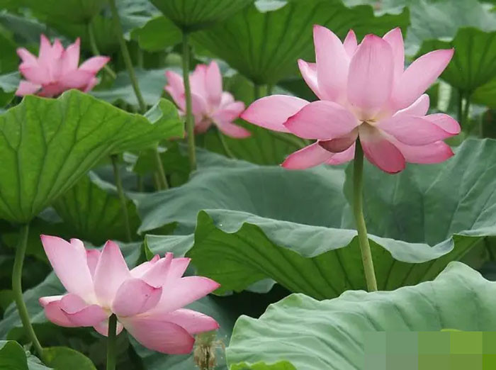 Tuần tới đại phú đại quý 4 con giáp được Thần Tài gõ cửa tiền bạc đổ về ào ạt