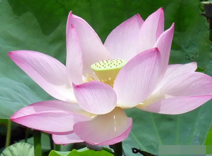 Tuần tới đại phú đại quý 4 con giáp được Thần Tài gõ cửa tiền bạc đổ về ào ạt