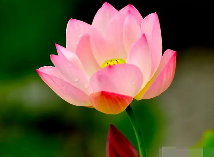 Tuần tới đại phú đại quý 4 con giáp được Thần Tài gõ cửa tiền bạc đổ về ào ạt