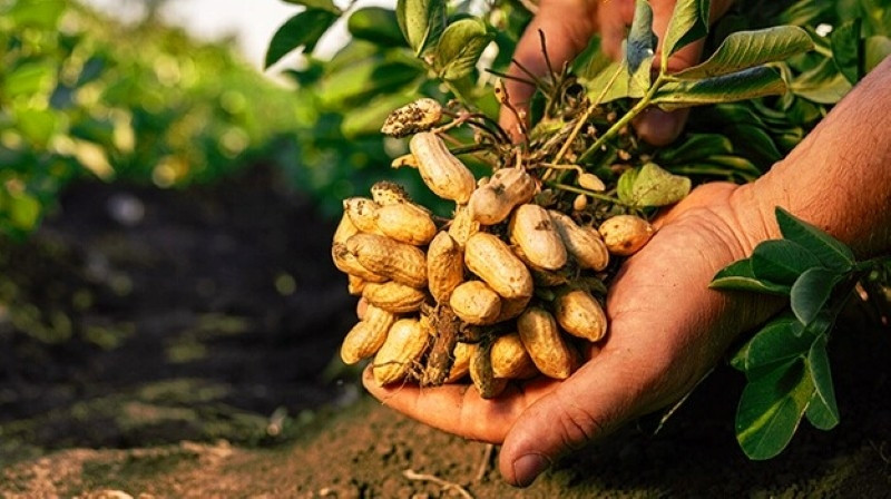 Loại quả mọc trong đất cực nhiều ở Việt Nam, bổ dưỡng chẳng kém nhân sâm tổ yến - Ảnh 1.