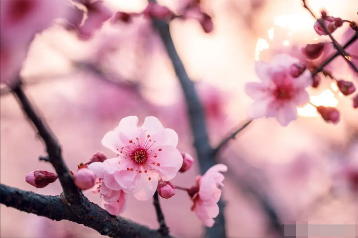 Trong hai tháng tới tin vui ập đến 4 con giáp tài lộc thịnh vượng sự nghiệp thuận lợi cuộc sống ngày càng tốt đẹp