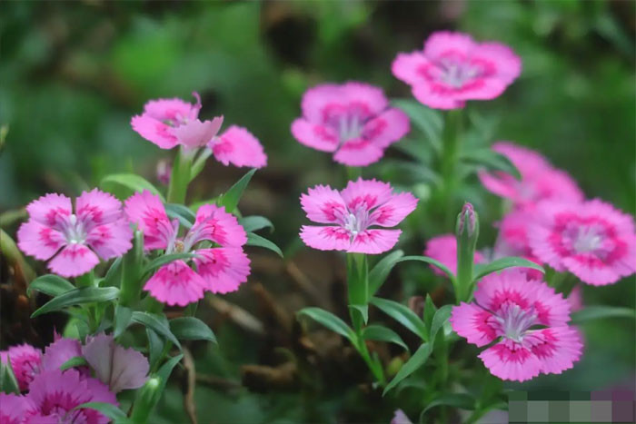 Trong hai tháng tới tin vui ập đến 4 con giáp tài lộc thịnh vượng sự nghiệp thuận lợi cuộc sống ngày càng tốt đẹp