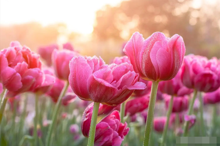 Trong hai tháng tới tin vui ập đến 4 con giáp tài lộc thịnh vượng sự nghiệp thuận lợi cuộc sống ngày càng tốt đẹp