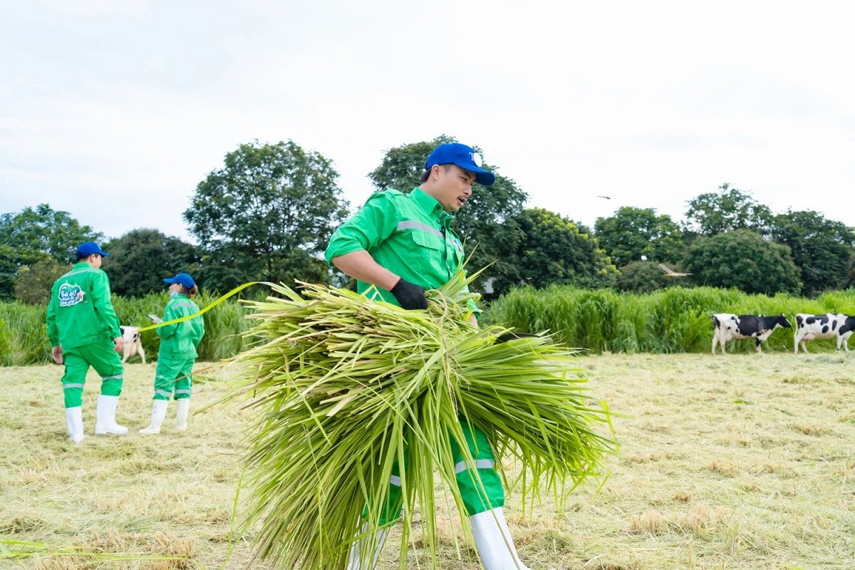 duy hung, trung ruoi khon don cat co, thu hoach ngo duoi cai nang 40 do hinh anh 3