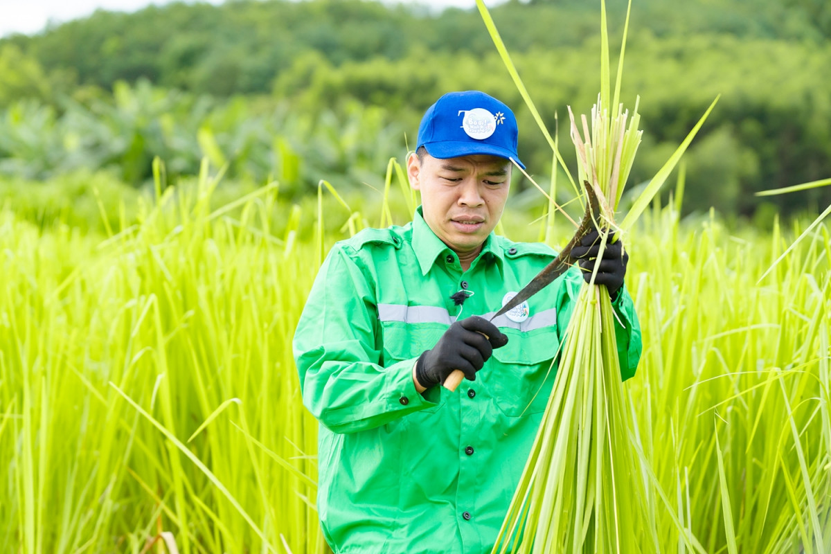 duy hung, trung ruoi khon don cat co, thu hoach ngo duoi cai nang 40 do hinh anh 2