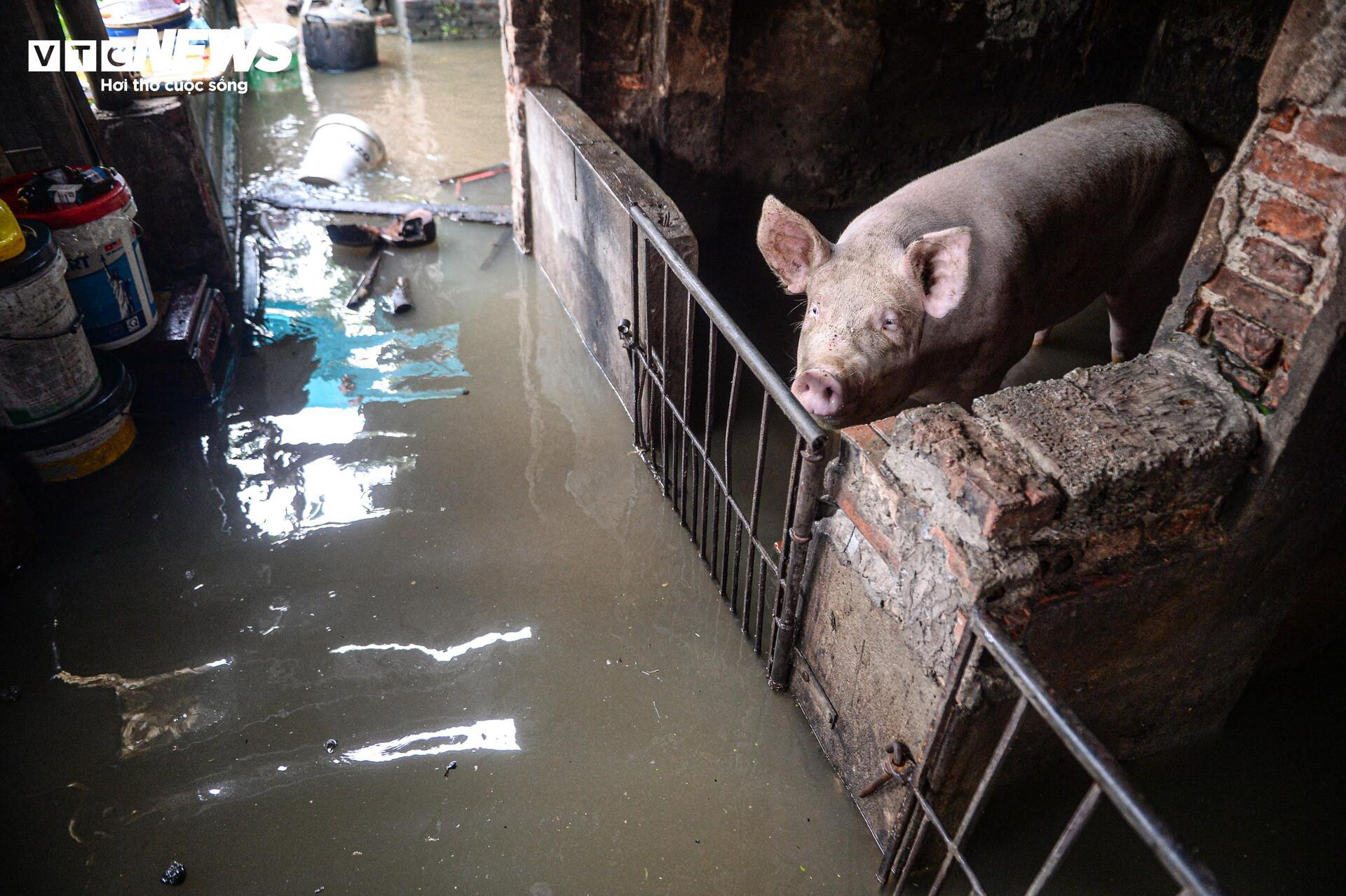 Nước dâng cao gần 1m, người Thanh Hoá vội vã sơ tán đồ đạc, đưa lợn đi tránh lũ - 7