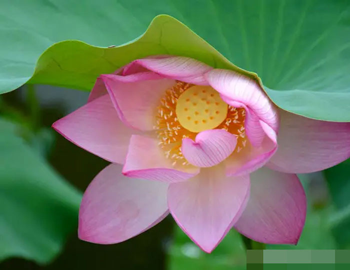 Cuối tháng 7 có quý nhân phù trợ 4 con giáp làm đâu trúng đó tài lộc dồi dào cuộc sống sung túc an lành