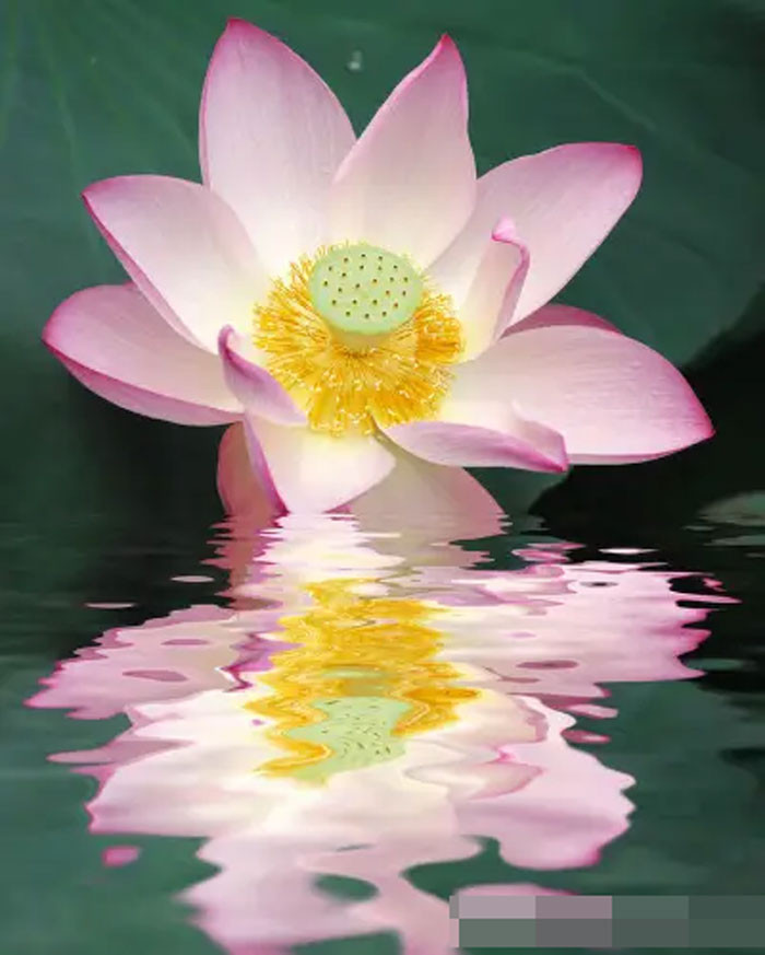 Cuối tháng 7 có quý nhân phù trợ 4 con giáp làm đâu trúng đó tài lộc dồi dào cuộc sống sung túc an lành