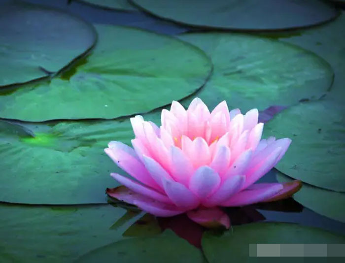 Cuối tháng 7 có quý nhân phù trợ 4 con giáp làm đâu trúng đó tài lộc dồi dào cuộc sống sung túc an lành