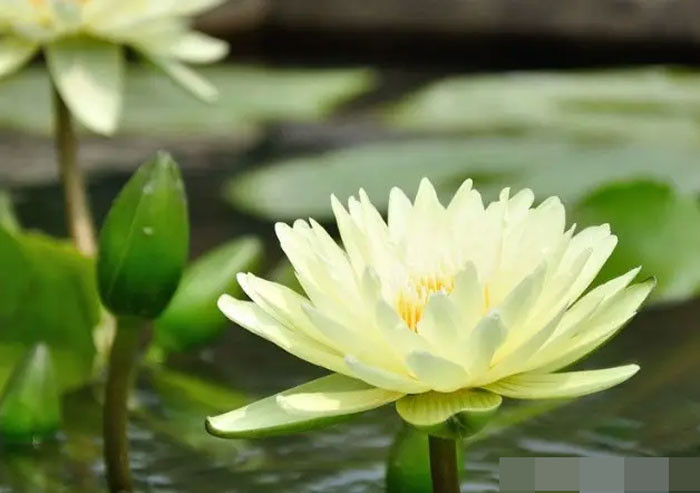 Cuối tháng 7 có quý nhân phù trợ 4 con giáp làm đâu trúng đó tài lộc dồi dào cuộc sống sung túc an lành