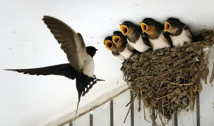 Những dấu hiệu chứng tỏ nhà bạn có nhiều phúc khí, tài lộc- Ảnh 3.