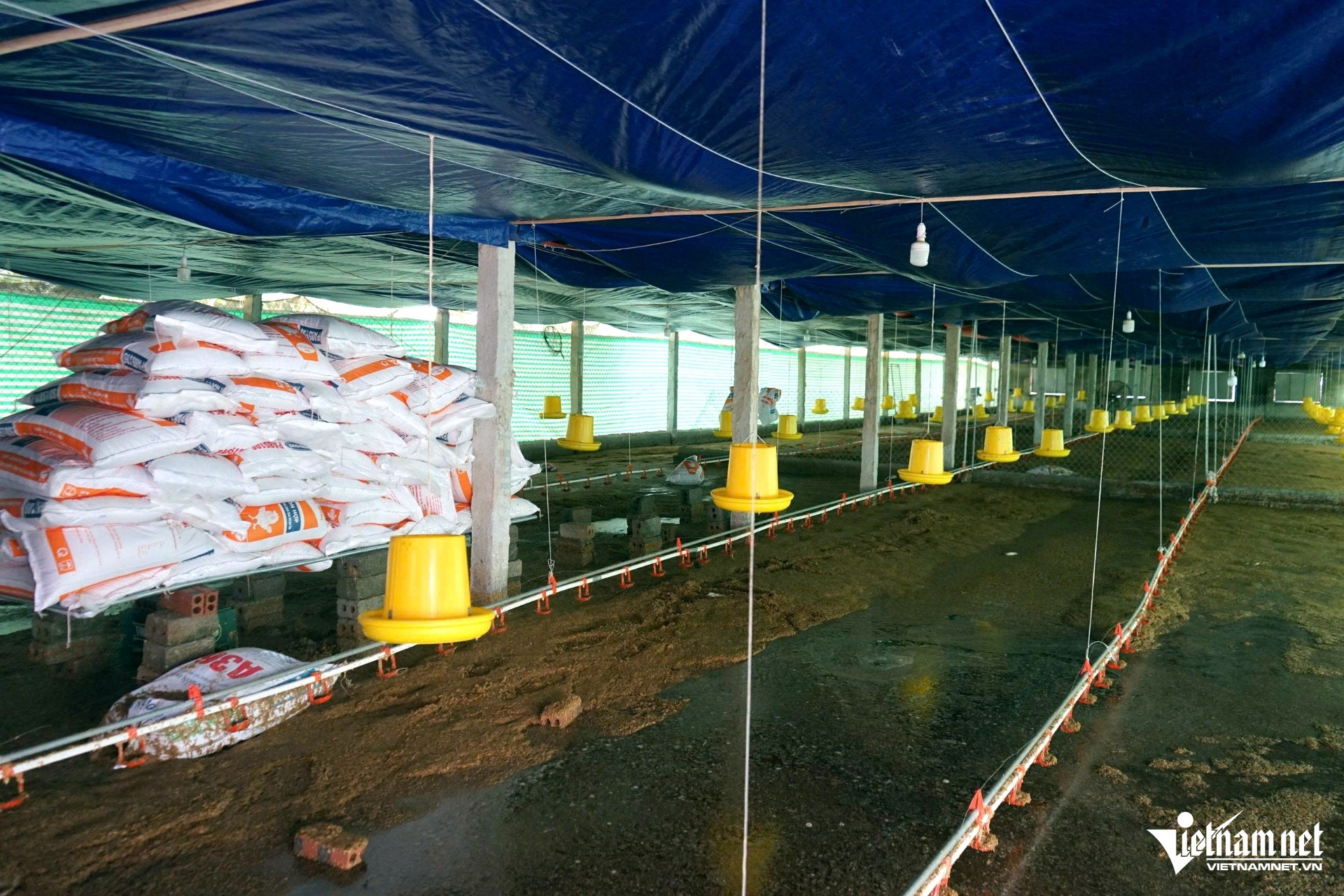 W-a4Vợ chồng ở Thanh Hóa bất lực.jpg