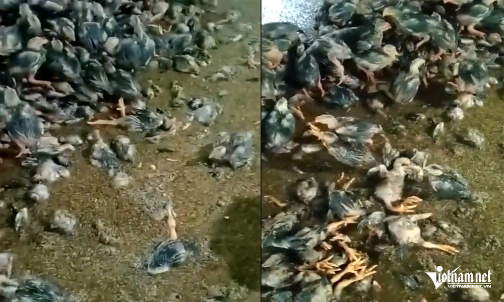 W-a2Vợ chồng ở Thanh Hóa bất lực.jpg