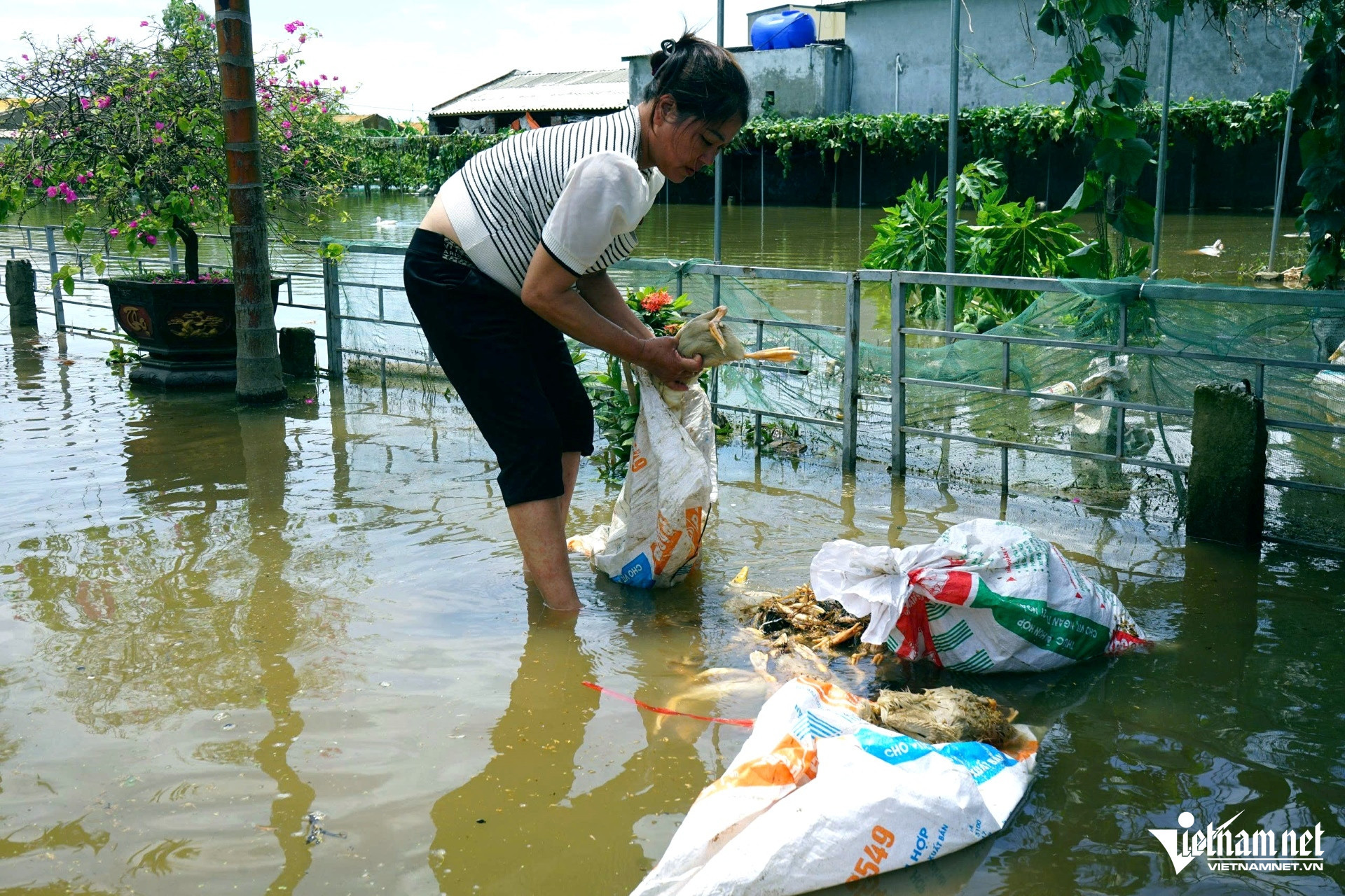 W-a3Vợ chồng ở Thanh Hóa bất lực.jpg