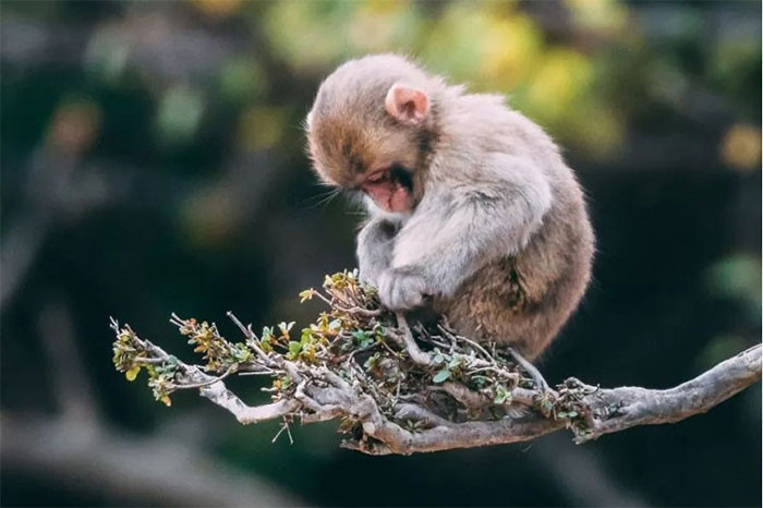 4 con giáp có lộc trời ban Khó khăn nào cũng qua quý nhân phù trợ đến già