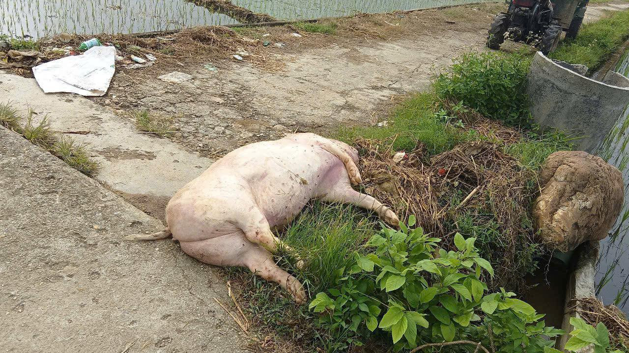 Vứt lợn chết ra đường, người phụ nữ đối diện mức phạt nặng- Ảnh 1.