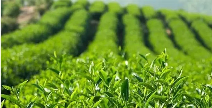 Ai cũng sợ ung thư nhưng tế bào ung thư sợ nhất 4 loại thực phẩm này