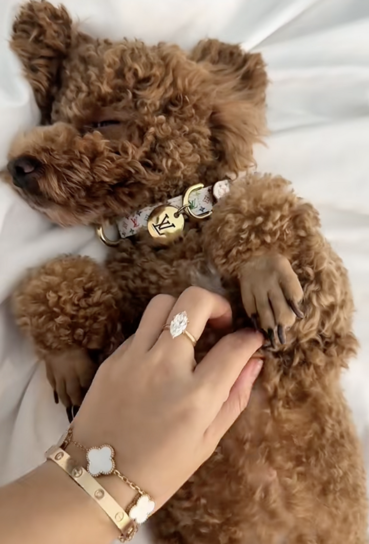 Tranh cãi chuyện cô gái Hà Nội chi 50 triệu đồng tổ chức sinh nhật cho chó- Ảnh 4.