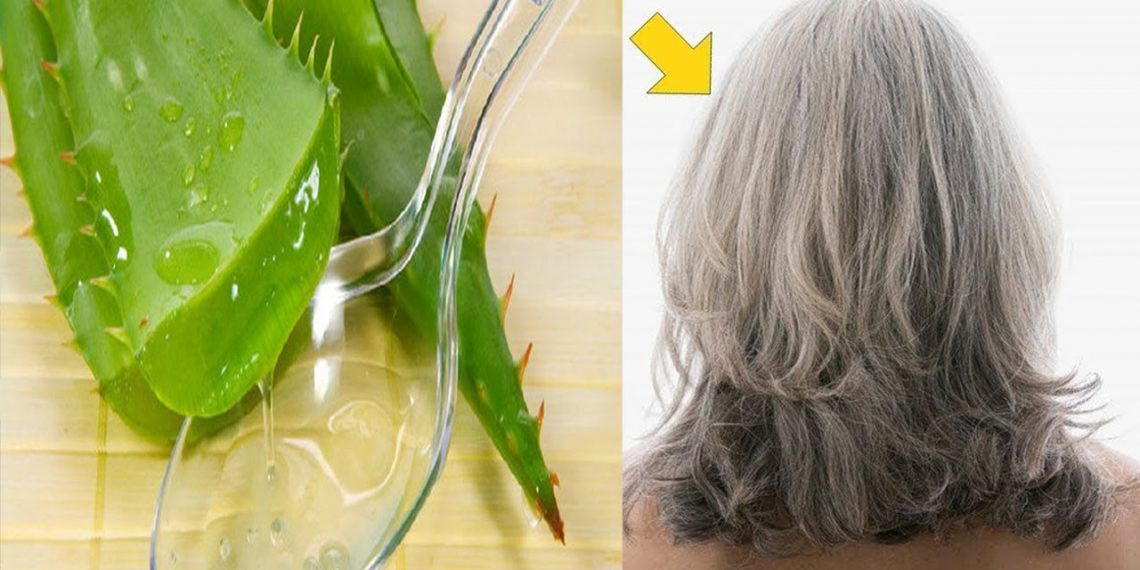 Ủ tóc bằng nha đam có tác dụng gì?- Ảnh 3.