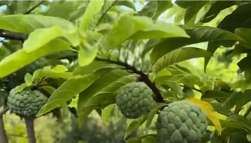 Mắt chữ O mồm chữ A trước cơ ngơi khủng của Hoài Linh tại Mỹ