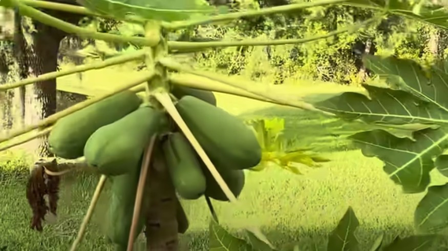 Mắt chữ O mồm chữ A trước cơ ngơi khủng của Hoài Linh tại Mỹ