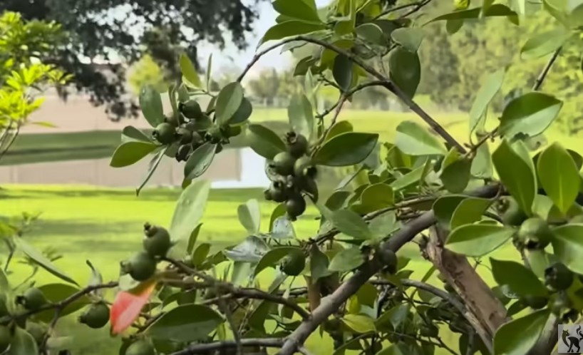 Mắt chữ O mồm chữ A trước cơ ngơi khủng của Hoài Linh tại Mỹ