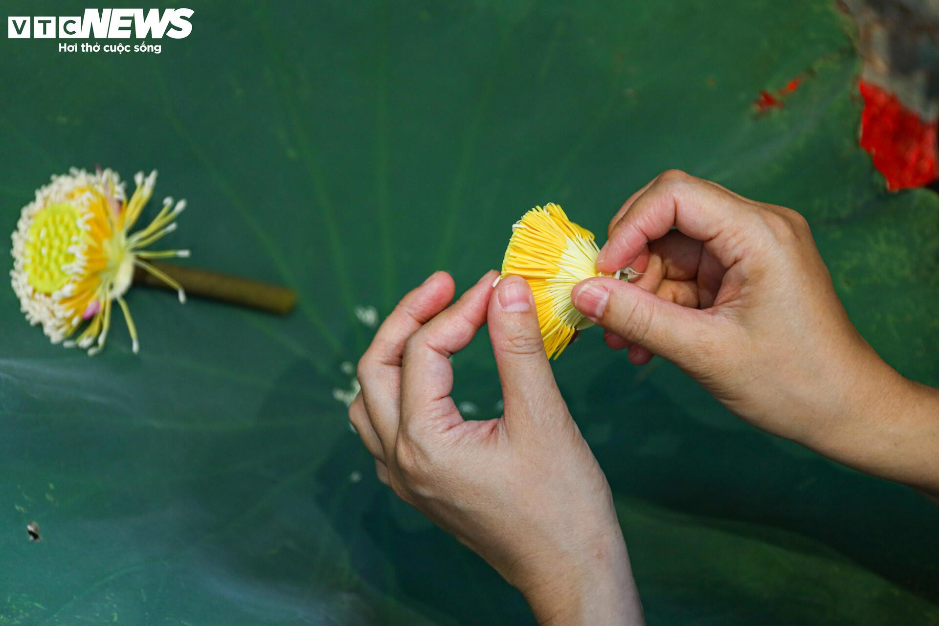 Loại trà đắt đỏ nhất Hà Nội, giá hơn 10 triệu đồng/kg được chế biến thế nào? - 10