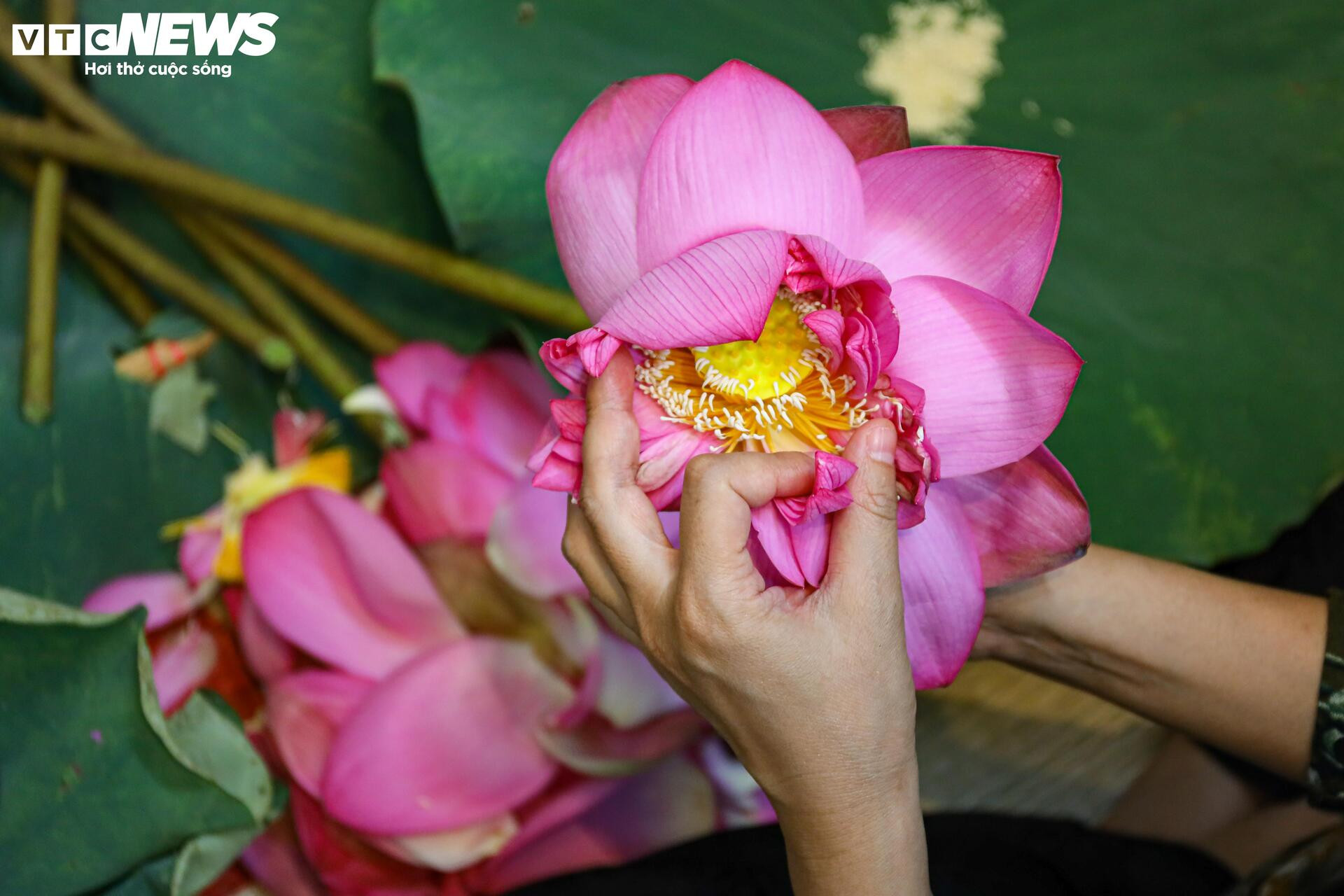 Loại trà đắt đỏ nhất Hà Nội, giá hơn 10 triệu đồng/kg được chế biến thế nào? - 9