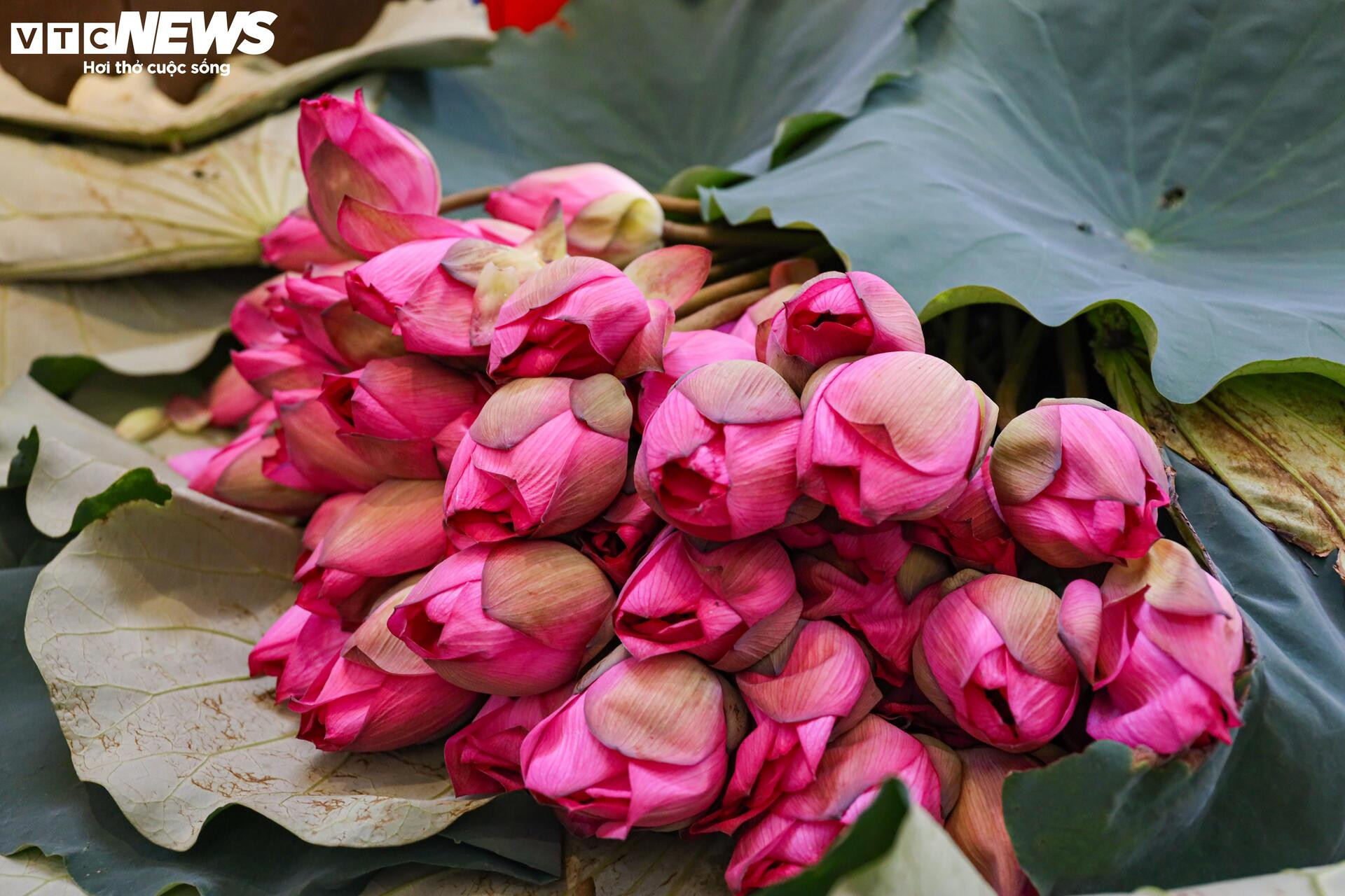 Loại trà đắt đỏ nhất Hà Nội, giá hơn 10 triệu đồng/kg được chế biến thế nào? - 8