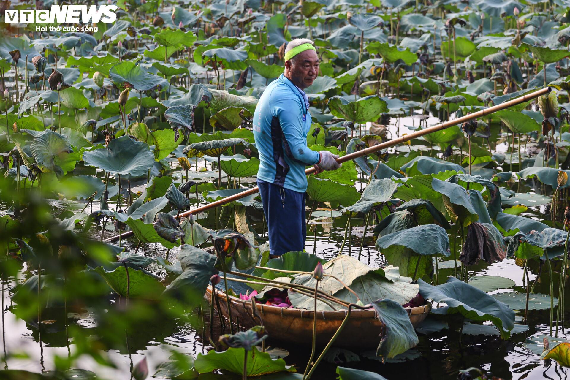Loại trà đắt đỏ nhất Hà Nội, giá hơn 10 triệu đồng/kg được chế biến thế nào? - 3