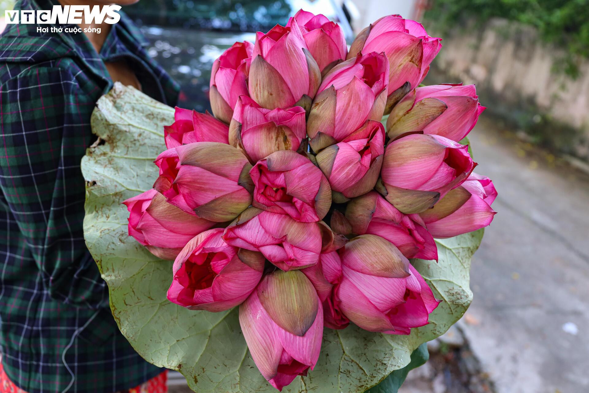 Loại trà đắt đỏ nhất Hà Nội, giá hơn 10 triệu đồng/kg được chế biến thế nào? - 17