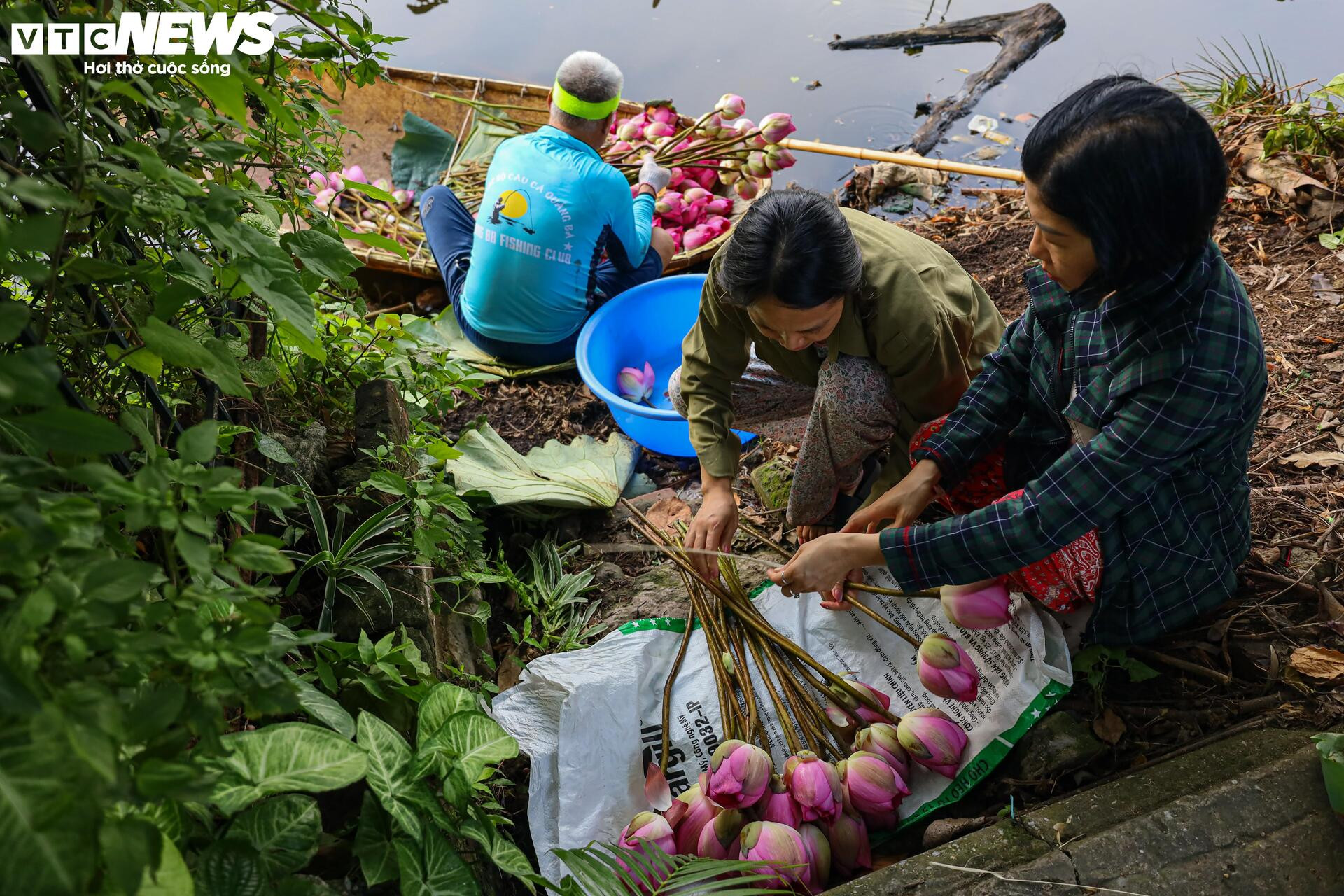 Loại trà đắt đỏ nhất Hà Nội, giá hơn 10 triệu đồng/kg được chế biến thế nào? - 6