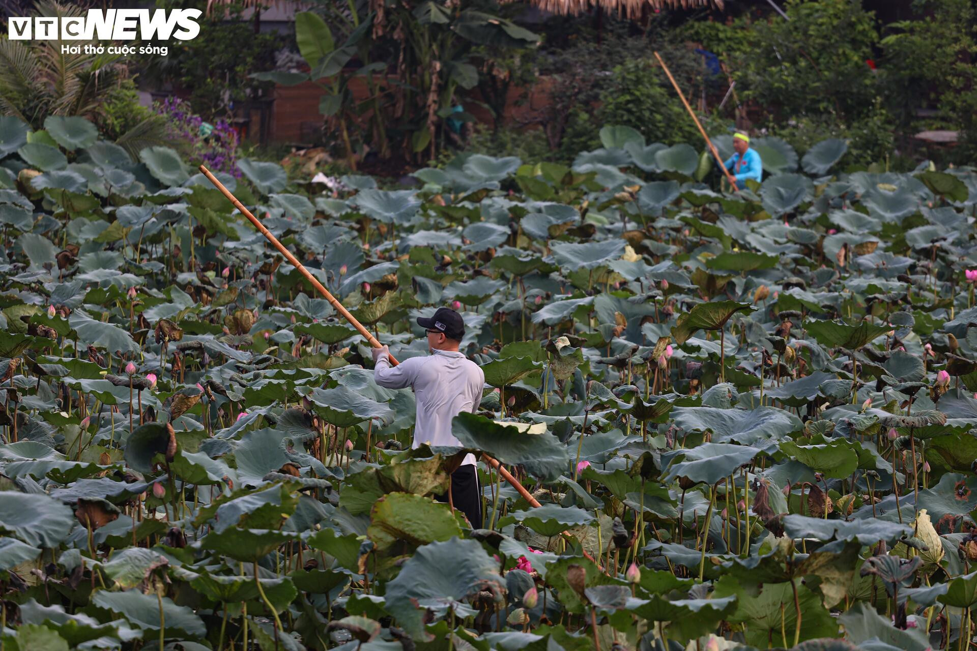 Loại trà đắt đỏ nhất Hà Nội, giá hơn 10 triệu đồng/kg được chế biến thế nào? - 2