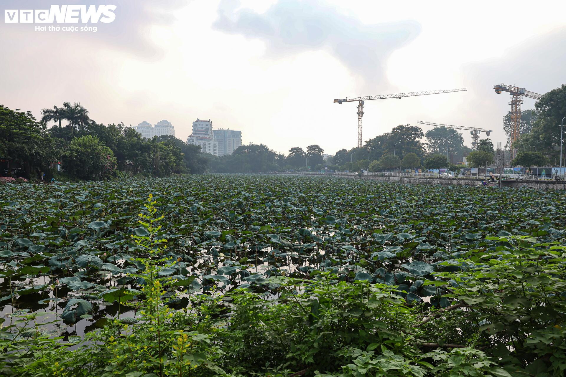 Loại trà đắt đỏ nhất Hà Nội, giá hơn 10 triệu đồng/kg được chế biến thế nào? - 1