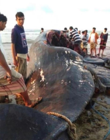 Mổ bụng cá, ngư dân sốc nặng khi tìm thấy thứ trị giá 39 tỷ đồng- Ảnh 1.