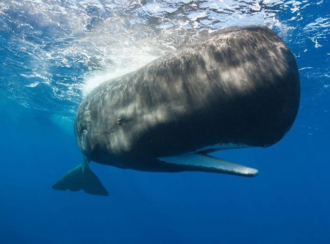 Mổ bụng cá, ngư dân sốc nặng khi tìm thấy thứ trị giá 39 tỷ đồng- Ảnh 2.