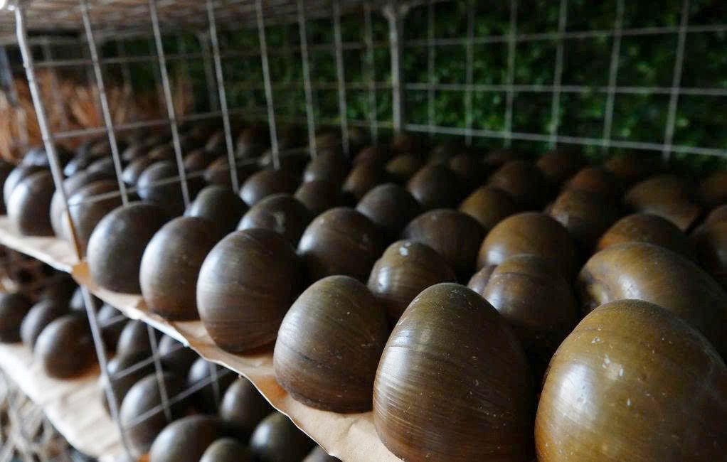 Ốc gác bếp 45.jpg