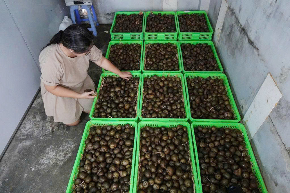 Ốc gác bếp 5.jpg