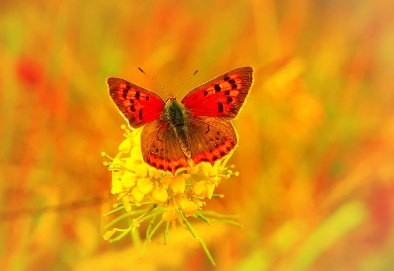 Tháng sinh Âm lịch được trời ưu ái: Cả đời ít phiền não, may mắn luôn vây quanh- Ảnh 4.