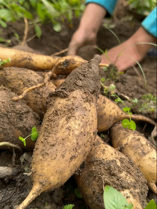 thumb củ sâm đất oong tải làng chảo.gif