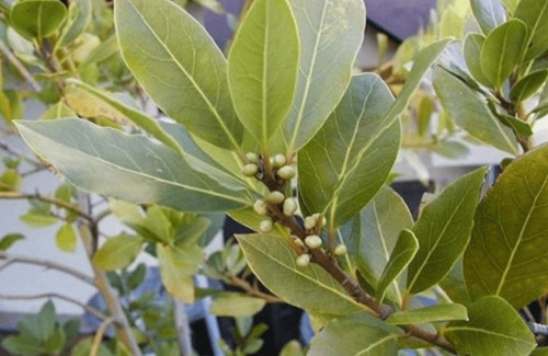 Loại lá ở Việt Nam nhiều người cho nhau miễn phí, ra nước ngoài giá 2 triệu đồng/kg - Ảnh 1.