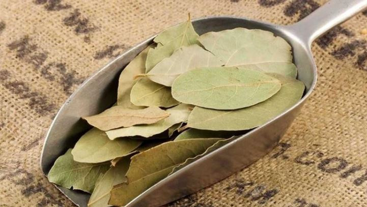 Loại lá ở Việt Nam nhiều người cho nhau miễn phí, ra nước ngoài giá 2 triệu đồng/kg - Ảnh 2.