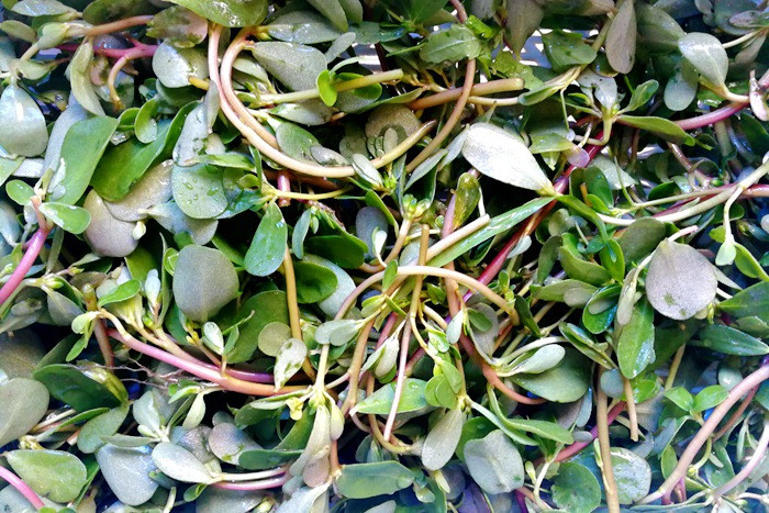 Loại rau ít ngậm thuốc trừ sâu nhất chợ, hỗ trợ thải độc, tốt cho sức khỏe người bị tiểu đường- Ảnh 2.