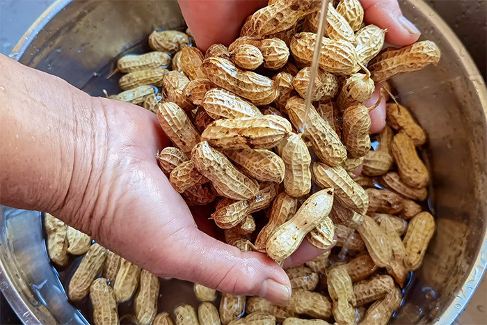 Rửa sạch cát là bước quan trọng để lạc sạch, có màu đẹp mắt. (Ảnh: Sohu)