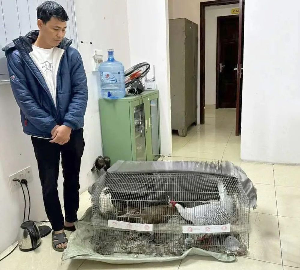 Vụ lĩnh 6 năm tù vì nuôi bán 13 con gà lôi trắng: Có tình tiết giảm nhẹ trách nhiệm hình sự ?- Ảnh 3.