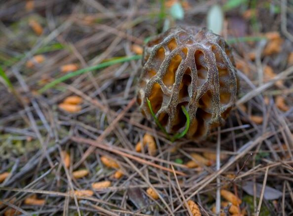 Cây dại quý hiếm bậc nhất thế giới, vị ngon hơn thịt, cực bổ dưỡng, 13 triệu đồng/kg - Ảnh 1.